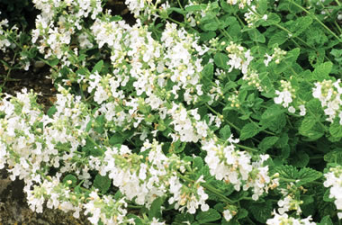 Nepeta Snowflake
