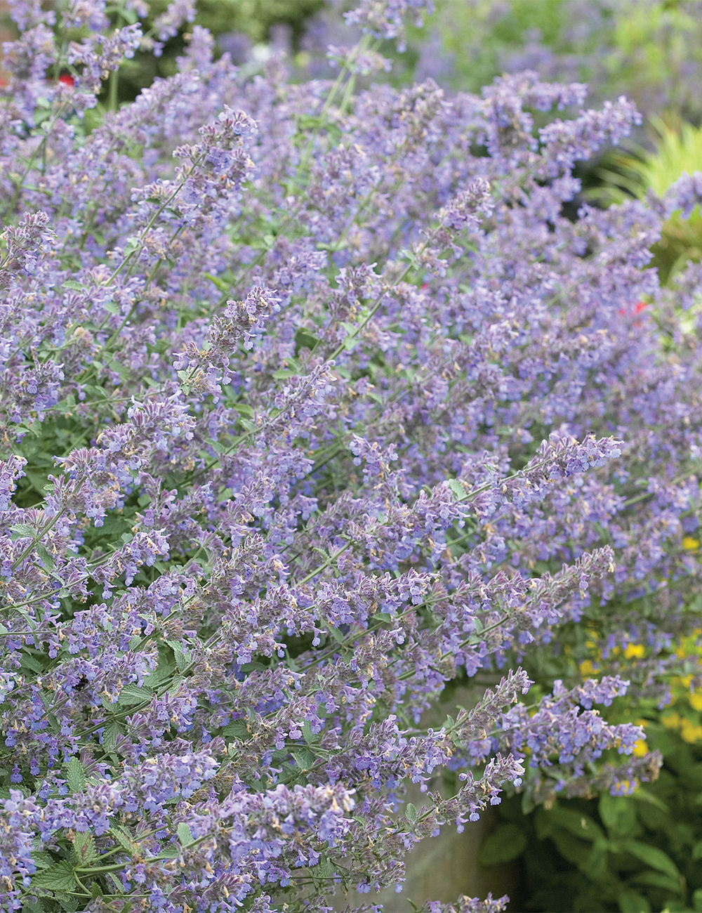 Nepeta 'Six Hills Giant'