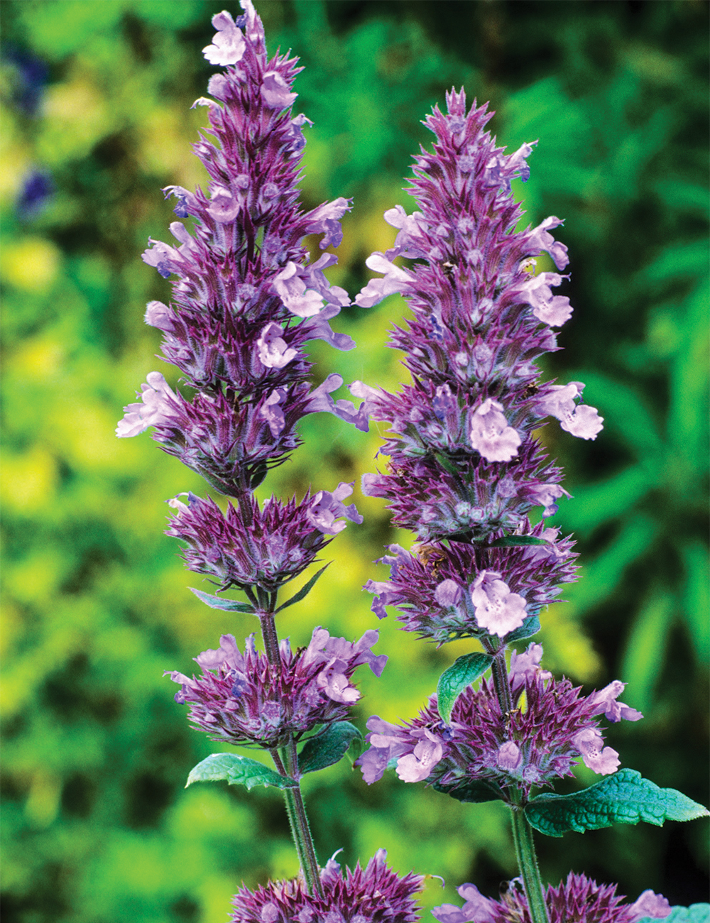 Nepeta Silver Catmint