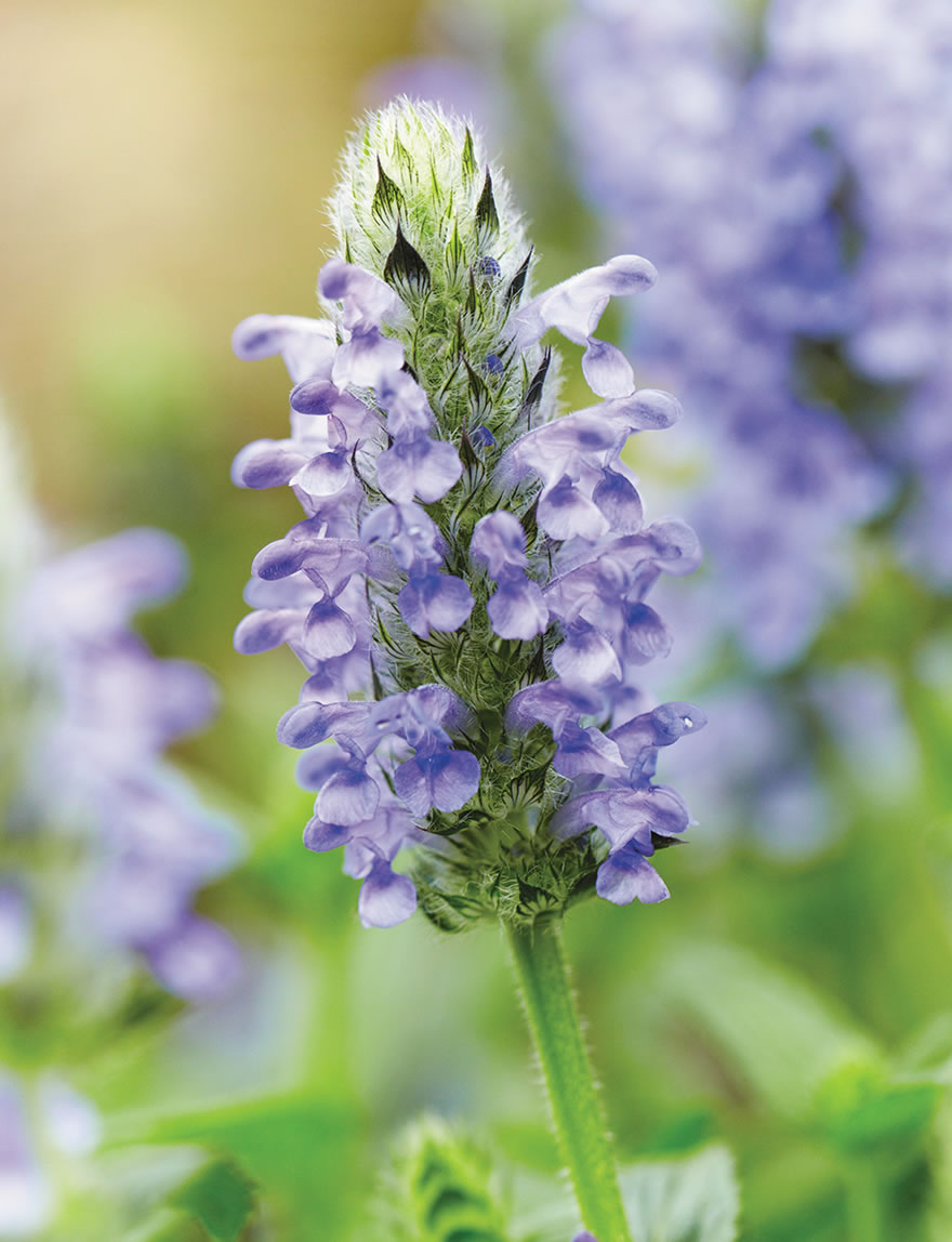 Nepeta Blue Moon