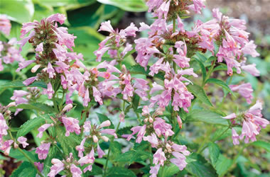 Nepeta 'Pink Dreams'