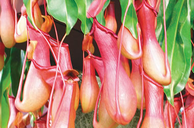 Insectivorous Plants 'Pitcher Plant'