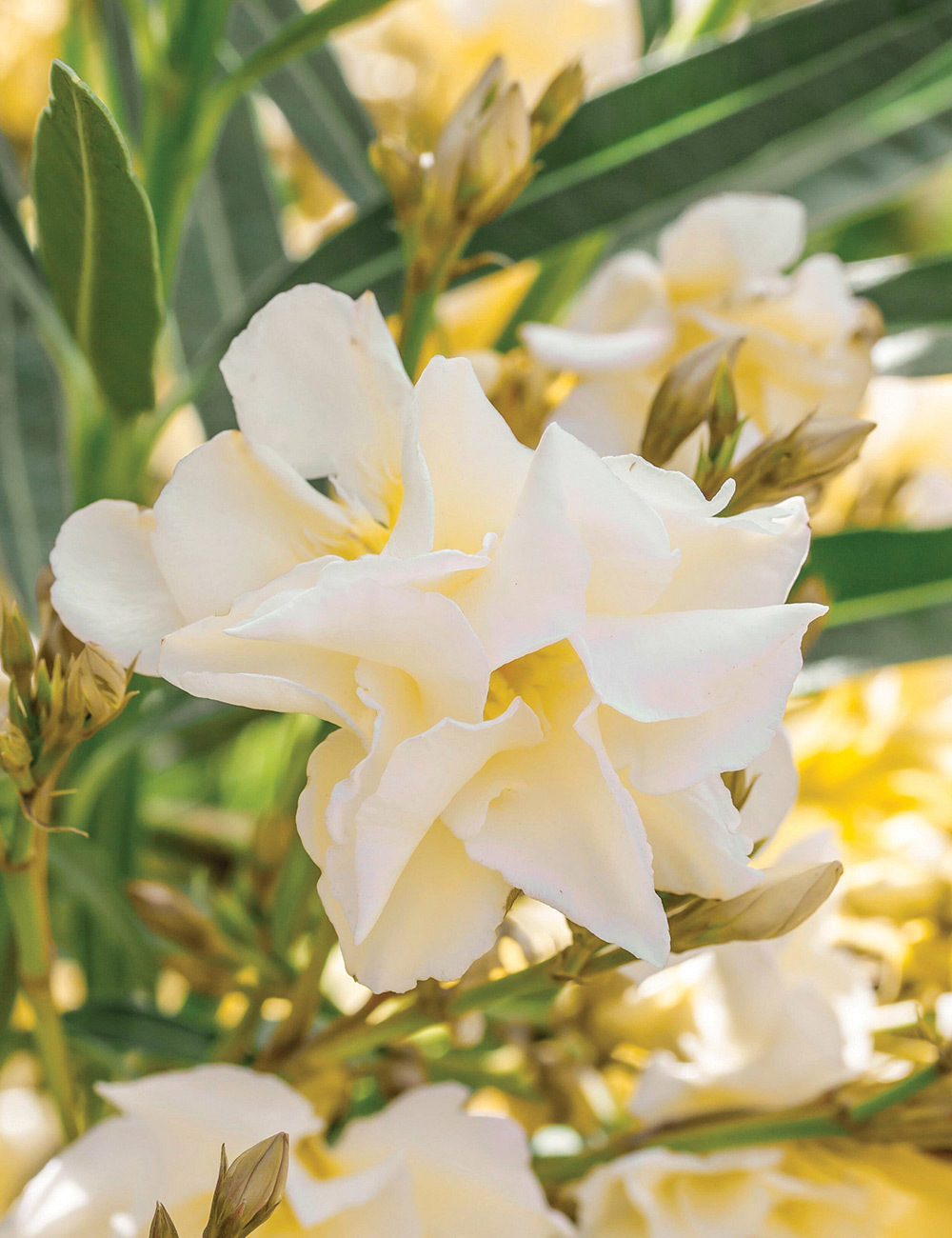 Oleander 'Luteum Plenum'
