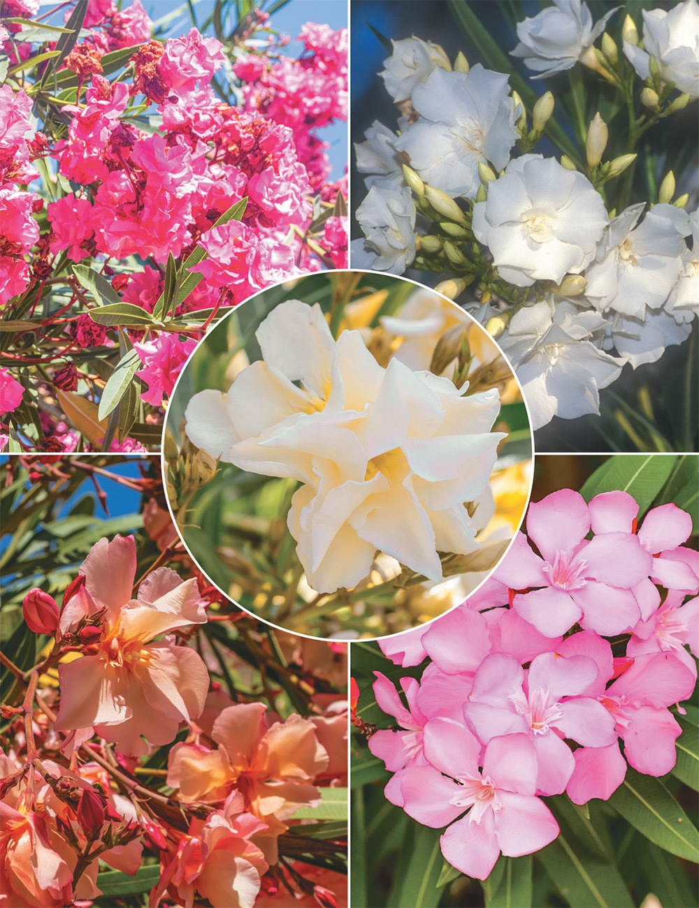 Oleander Collection