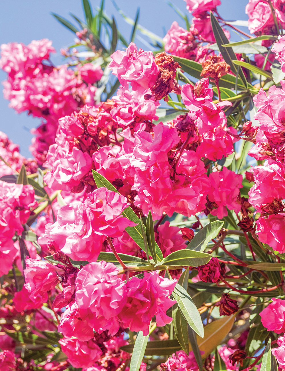 Oleander 'Cerise Double Pink'