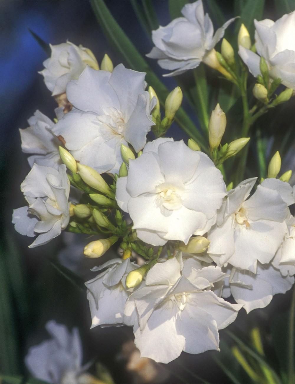 Oleander 'Madonna Grandiflora'
