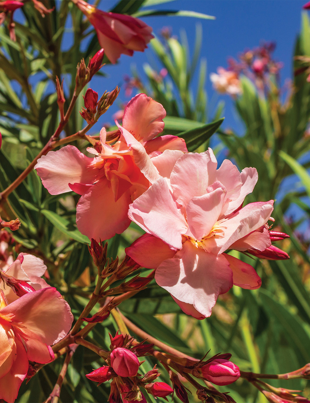 Oleander 'Mrs F. Roeding'