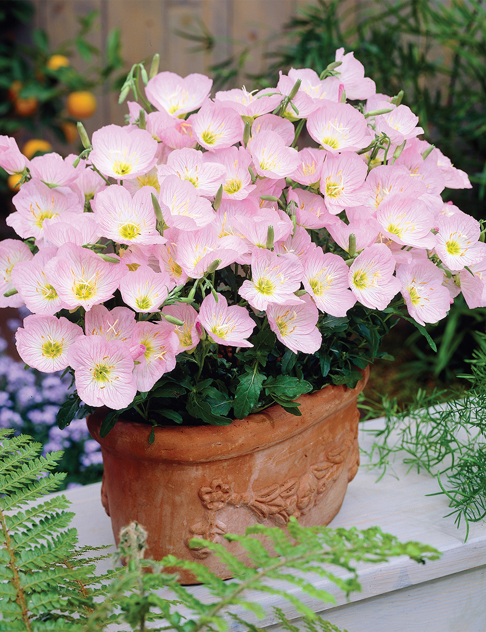 Evening Primrose 'Pink Petticoats'