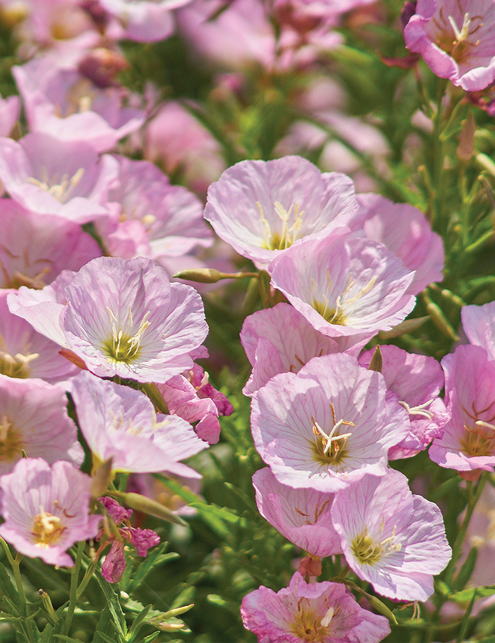 Evening Primrose 'Twilight'