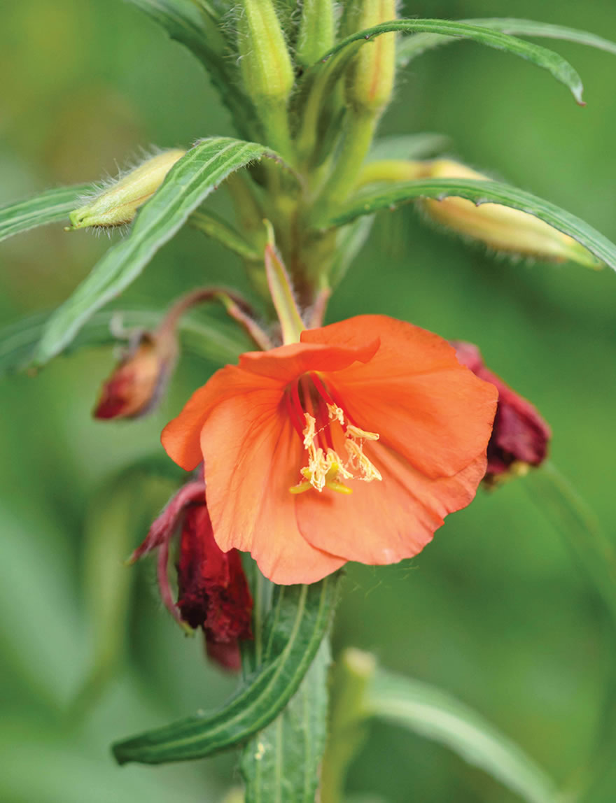 Oenothera Sunset Boulevard