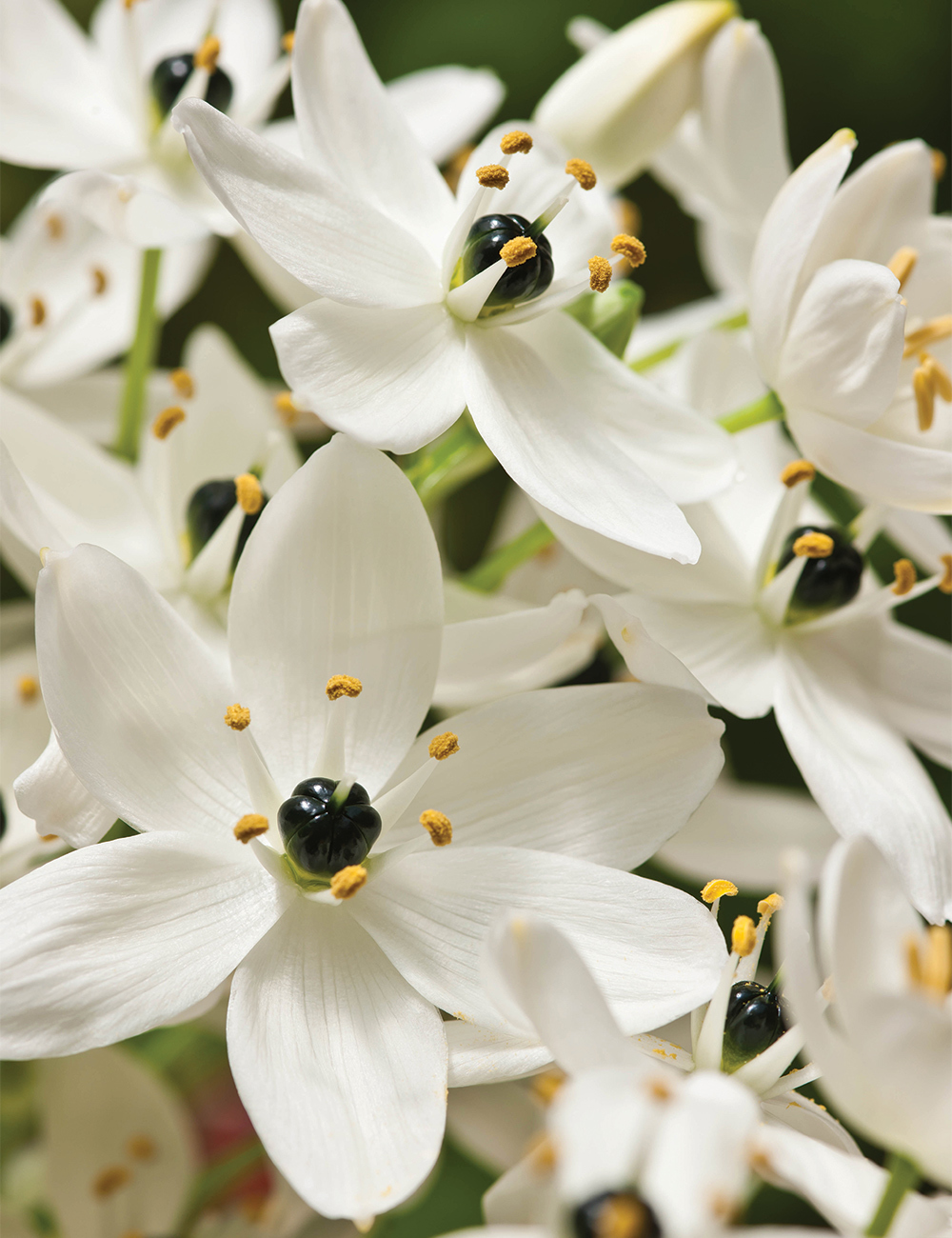 Black Pearl Lily