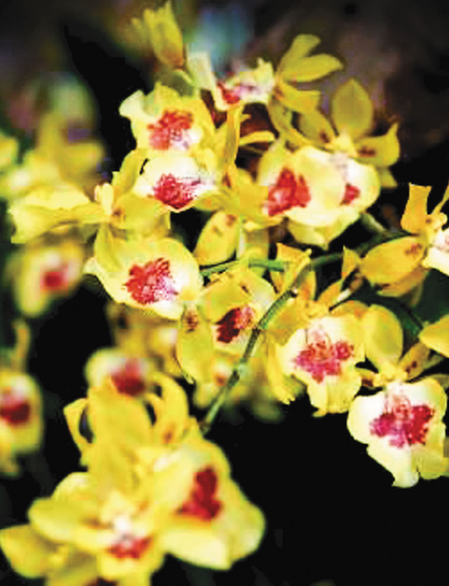 Oncidium Hwuluduen Chameleon