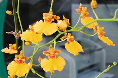 Oncidium Singapore Delight 'Orange'