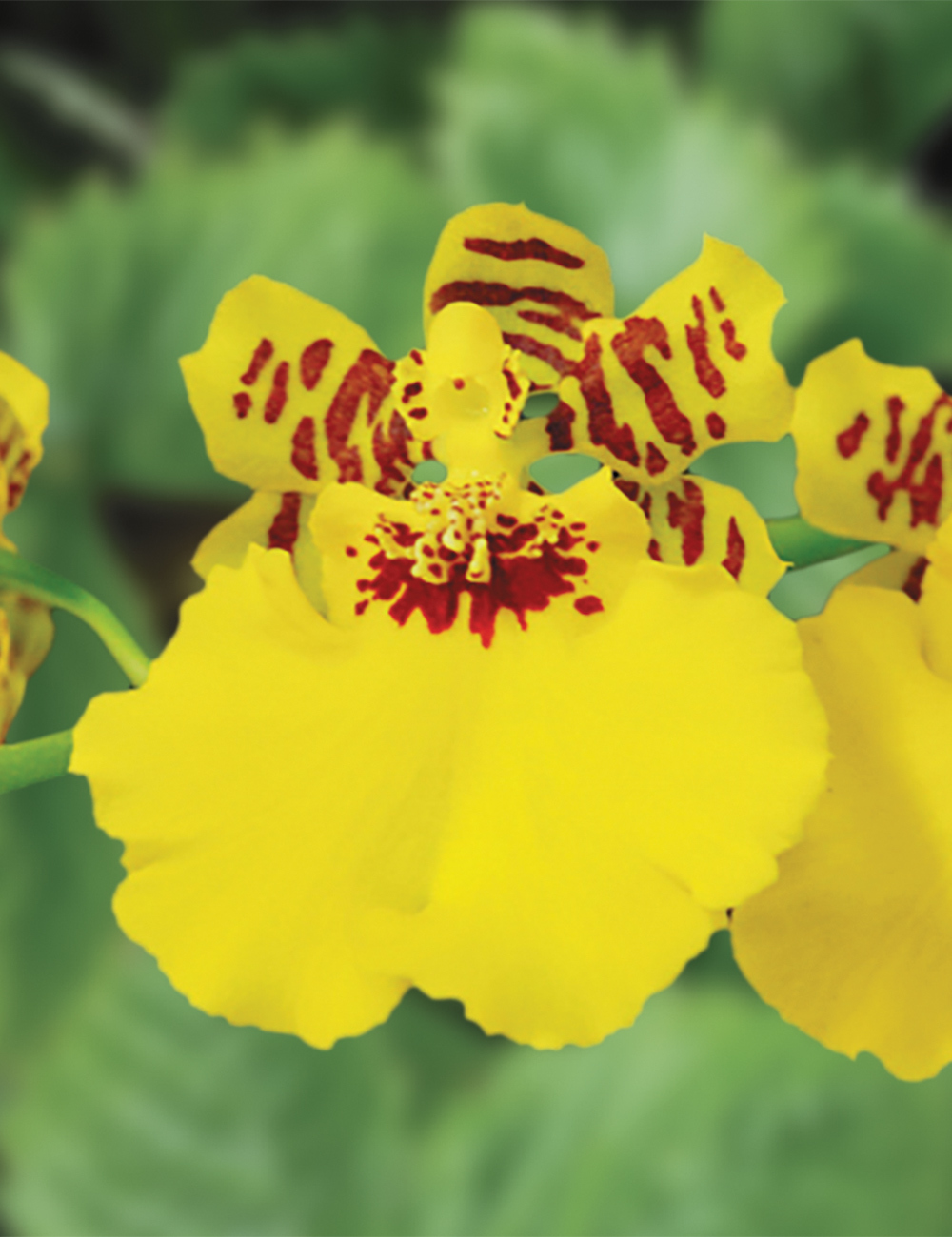 Oncidium Orchids Peacock