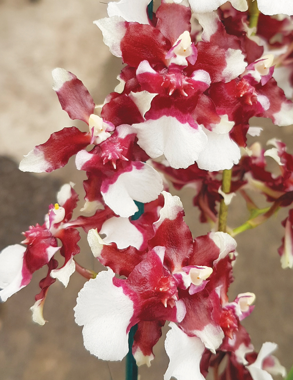 Oncidium Orchids Heaven Scent 'Redolence'