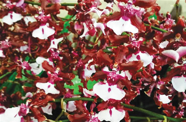 Dancing Lady Orchids Sharry Baby 'Sweet Fragrance'
