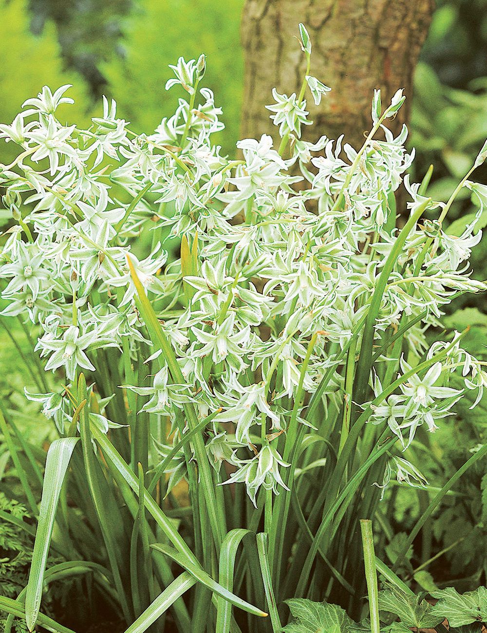 Silver Chimes