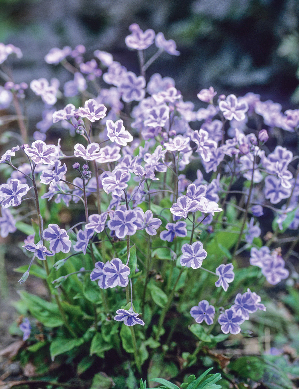 Omphalodes 'Starry Eyes'