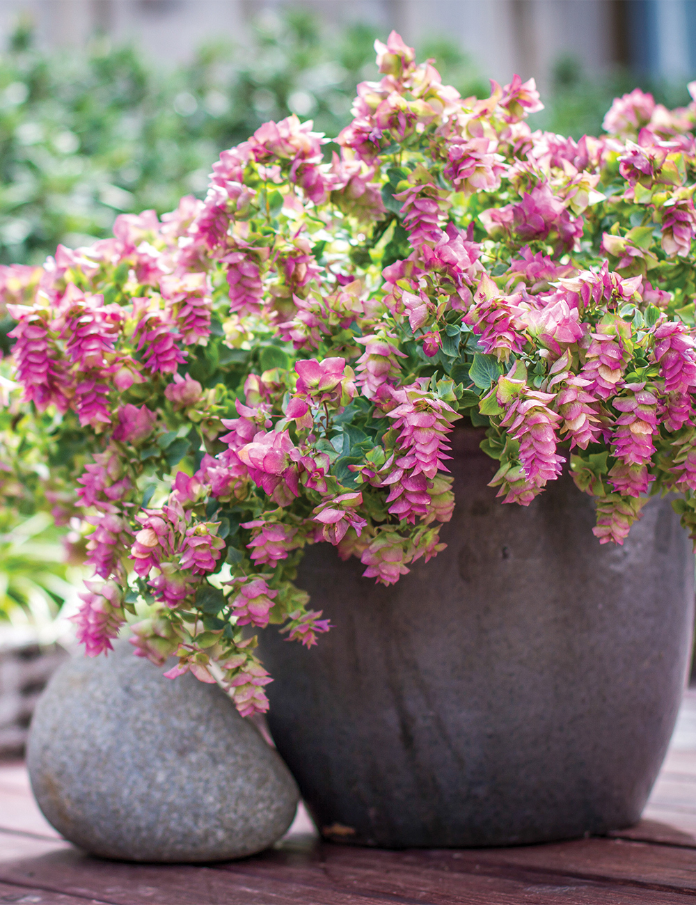 Ornamental Oregano 'Bellissimo'