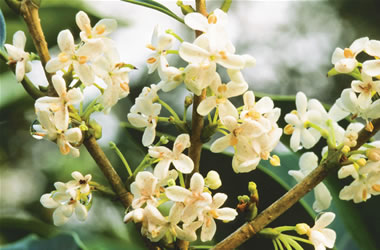 Osmanthus Orange Supreme