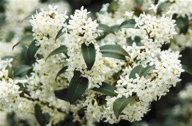 Sweet Osmanthus