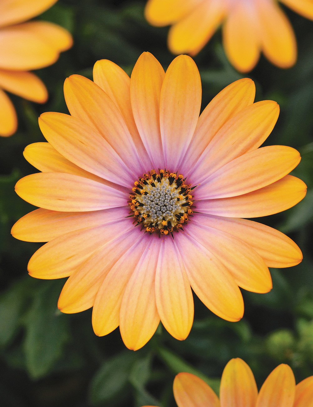 African Daisies Zion Apricot Pink