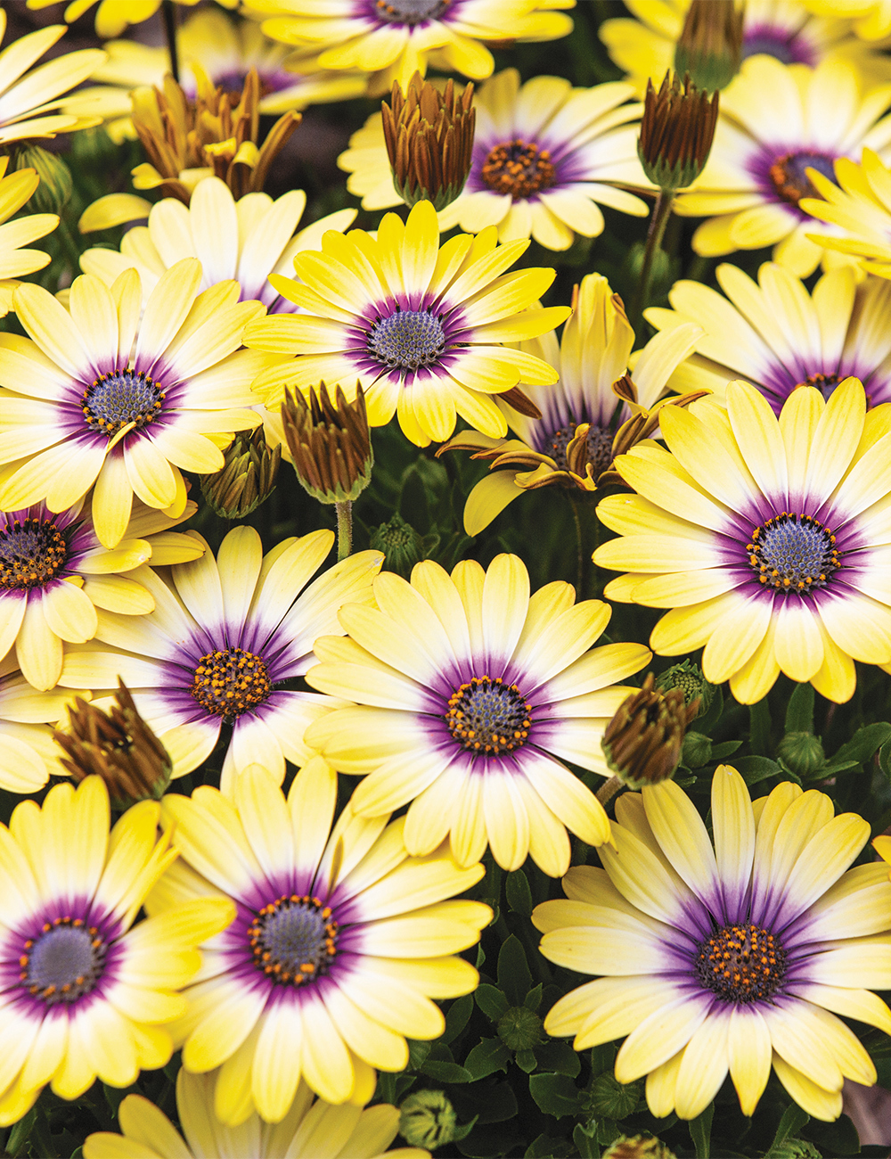 African Daisy 'Blue Eyed Beauty'