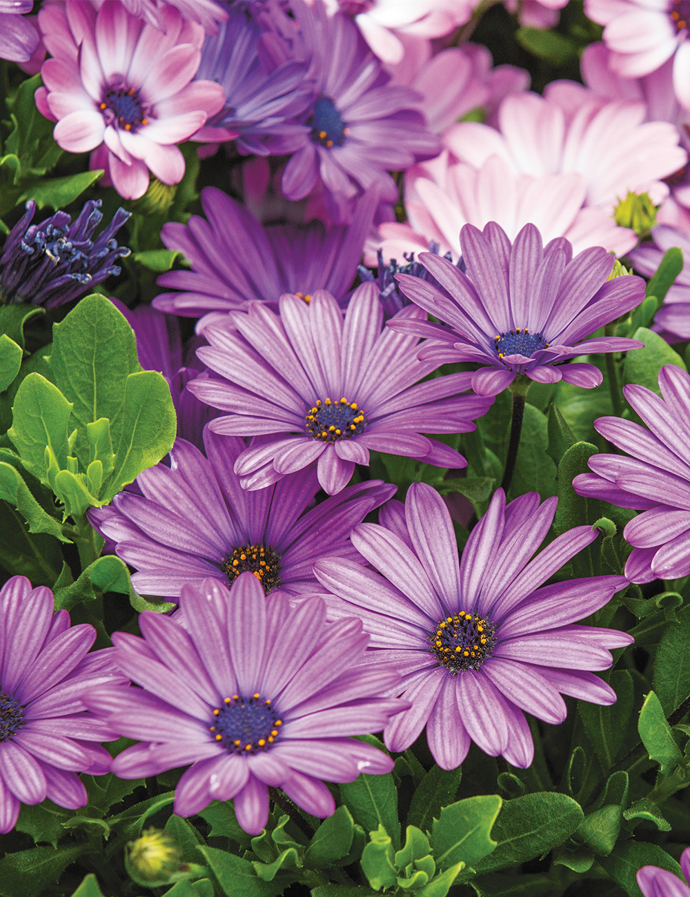 African Daisy 'Power Packed Blue'