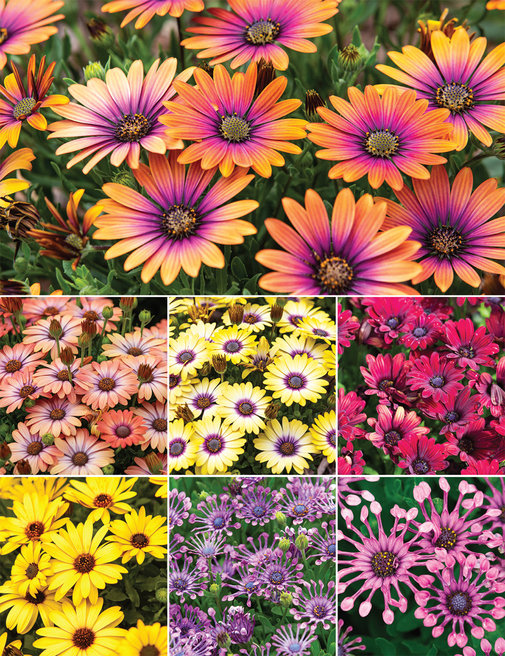 African Daisies (reduced) Collection