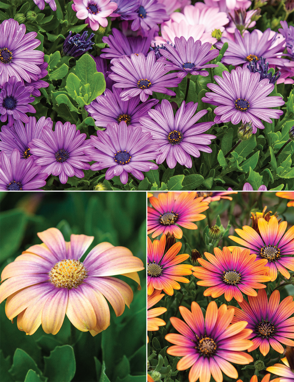 African Daisies (reduced) Collection