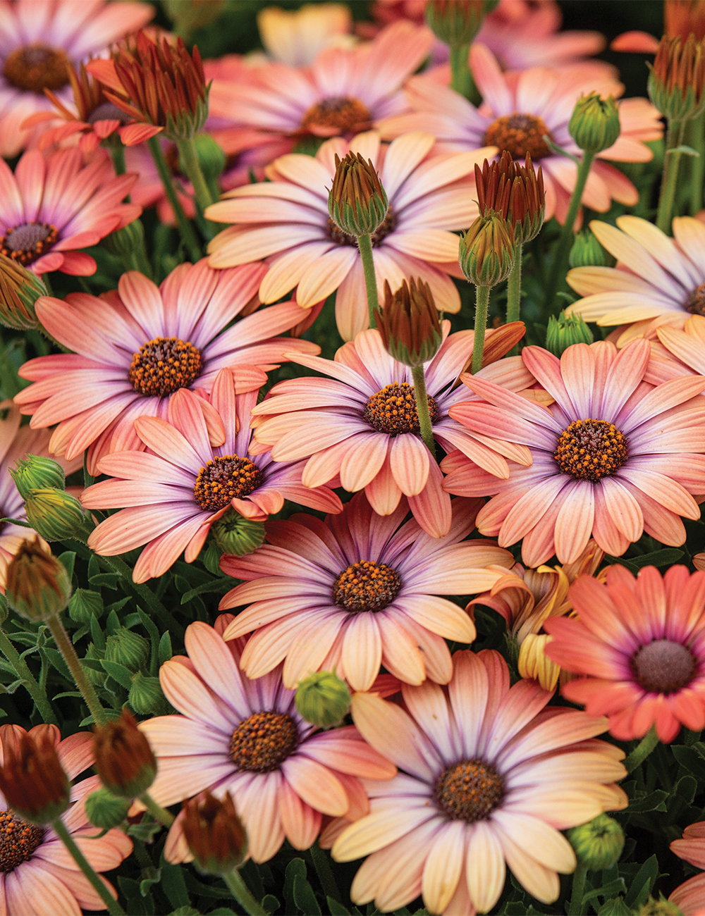 African Daisy Serenity 'Coral Magic'