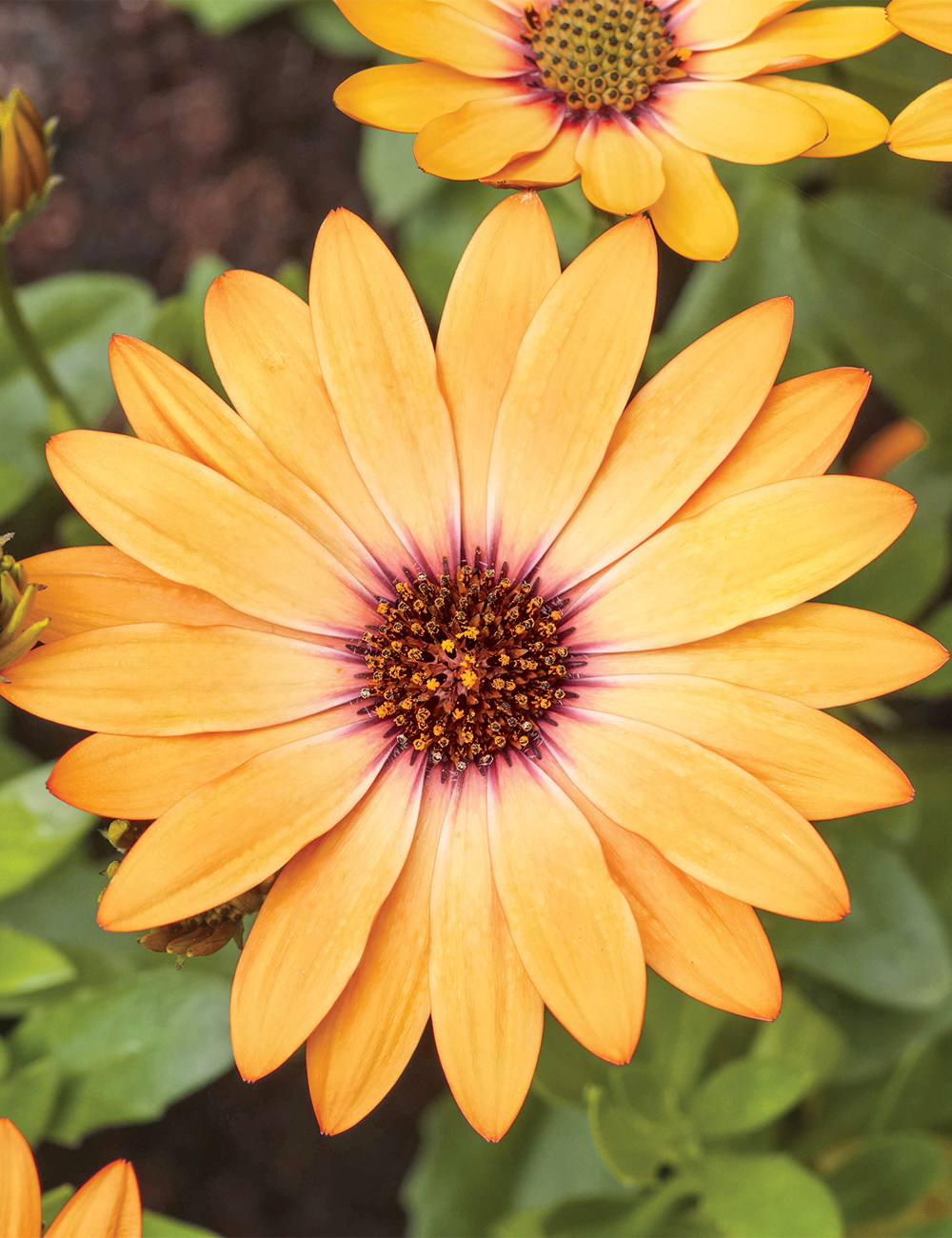 African Daisy 'Margarita Sunset'