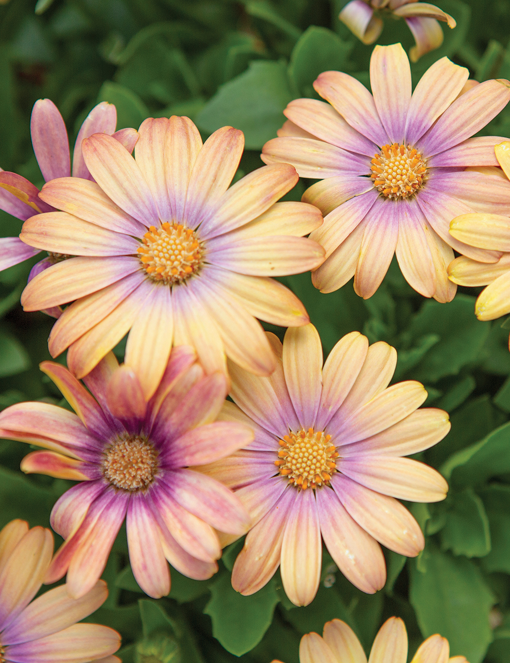 African Daisy Margarita Sunset