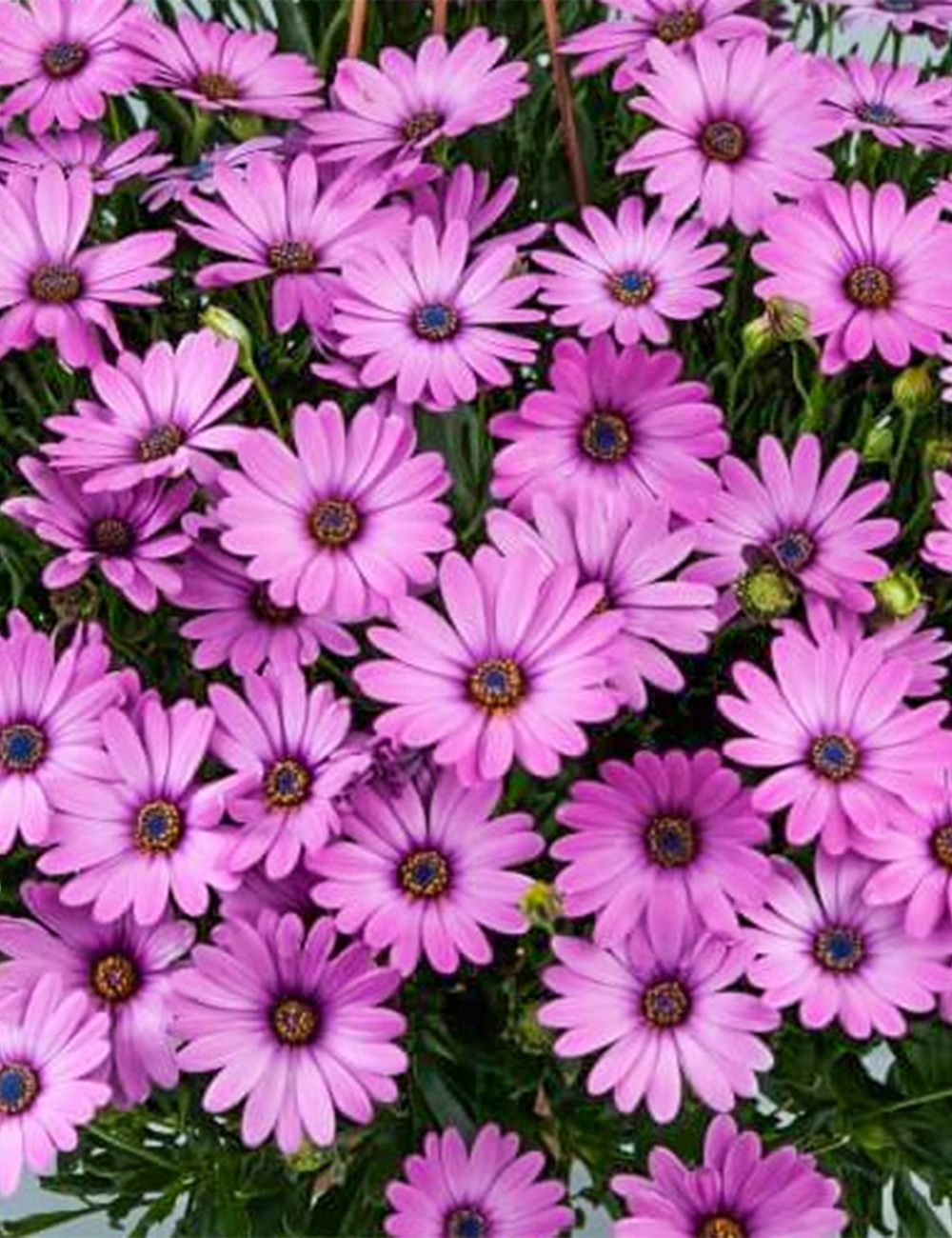 African Daisy Osticade Pink