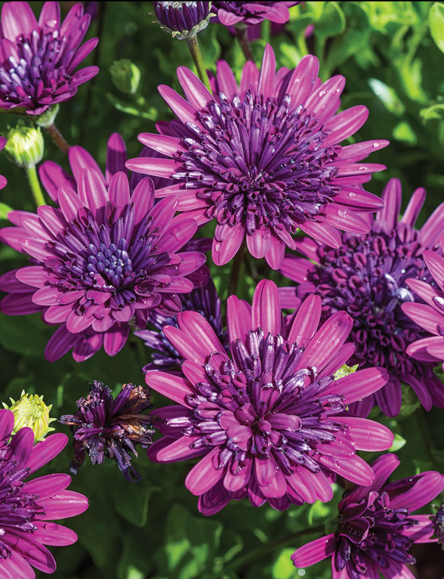 Osteospermum 3D Purple Blue