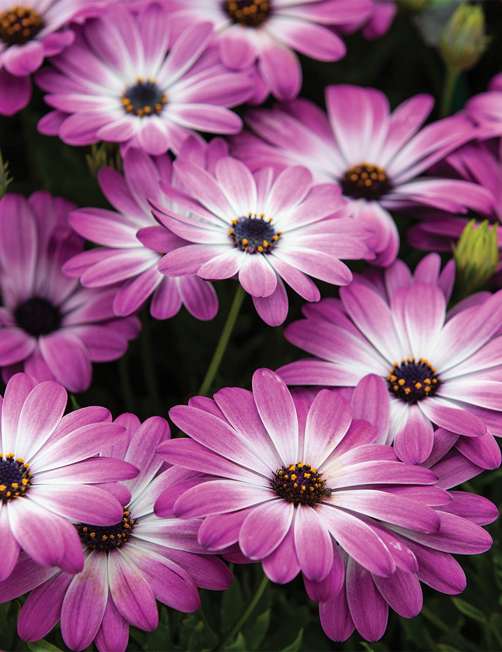 African Daisy Margarita 'Pink Flare'