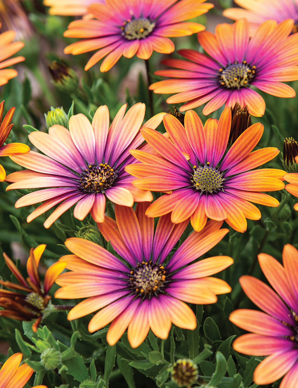 African Daisy Zion 'Purple Sun'