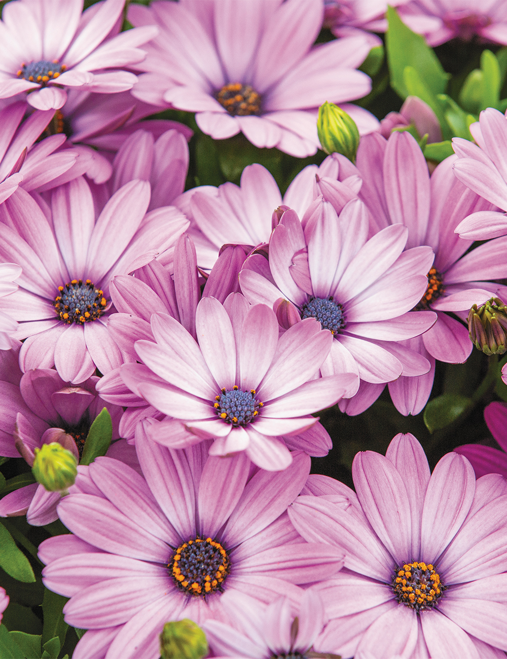 African Daisies 'Power Packed Light Pink'