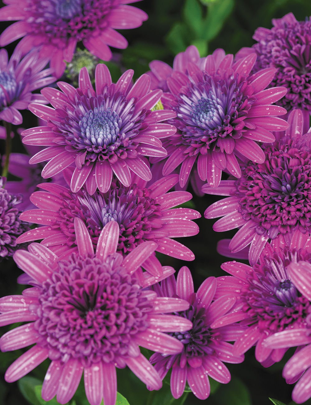 African Daisy 3D 'Purple Explosion'