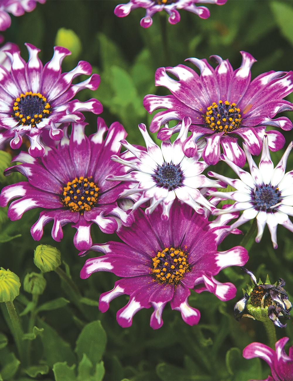 African Daisy Margarita 'Purple Spoon'