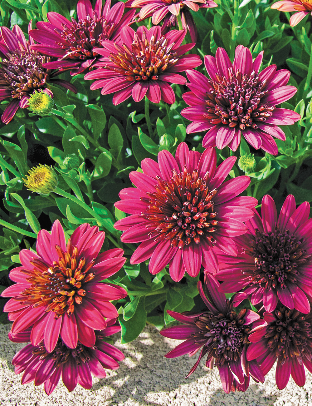African Daisies 3D Red