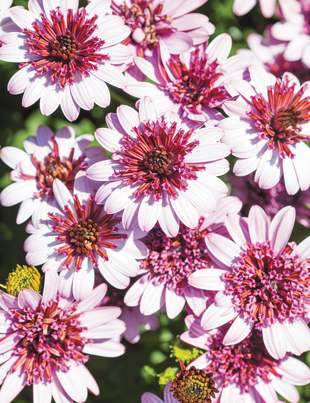 African Daisies 3D Raspberry