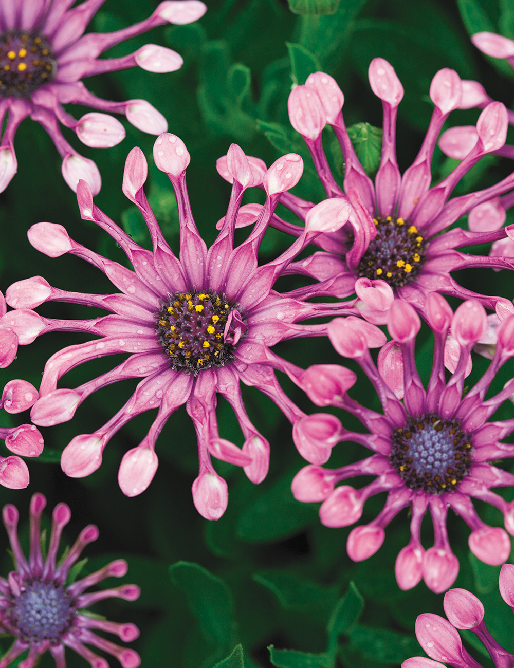 African Daisy FlowerPower 'Spider Pink'