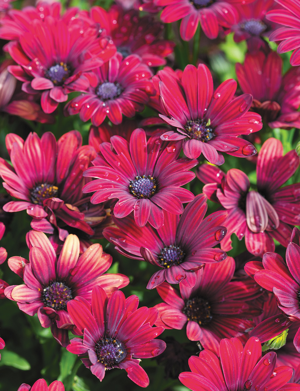 African Daisy 'Serenity Red'