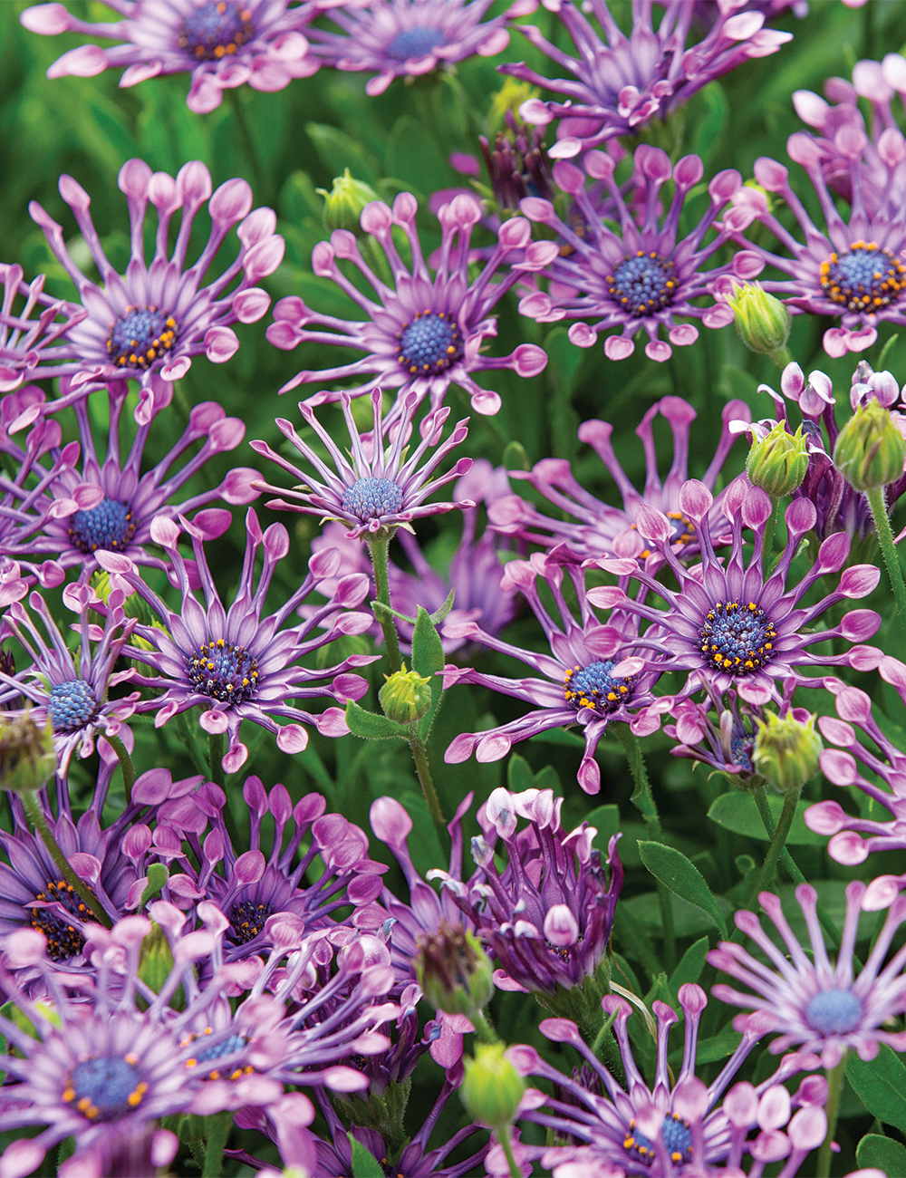 African Daisy 'FlowerPower Spider Purple'