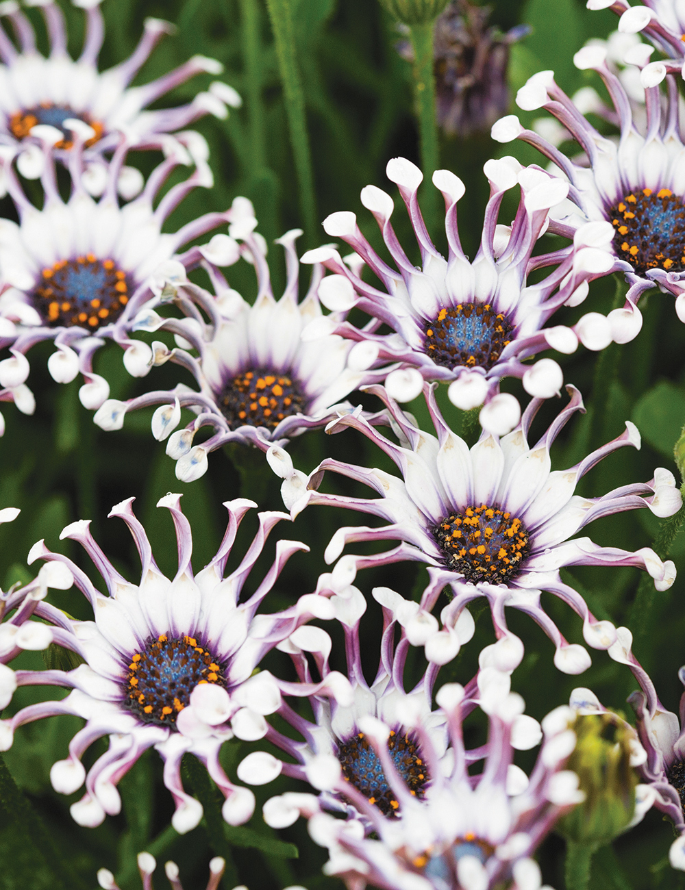 African Daisies FlowerPower Spider White