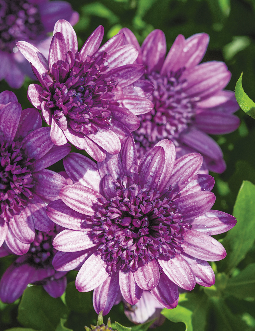 African Daisy 3D 'Violet Berry'