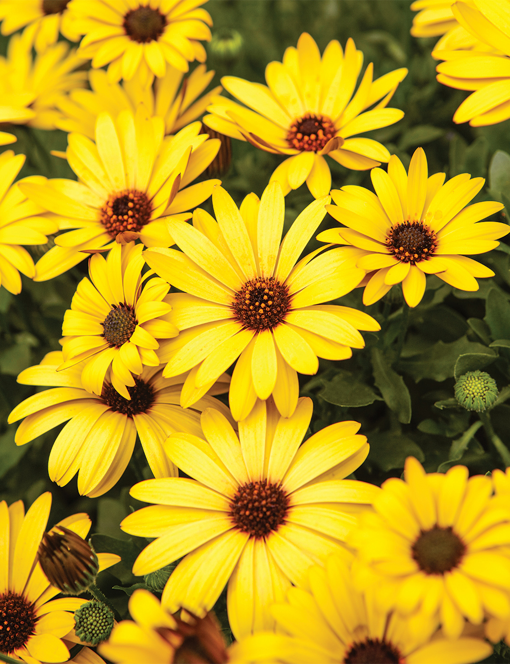 African Daisy Voltage 'Gold'