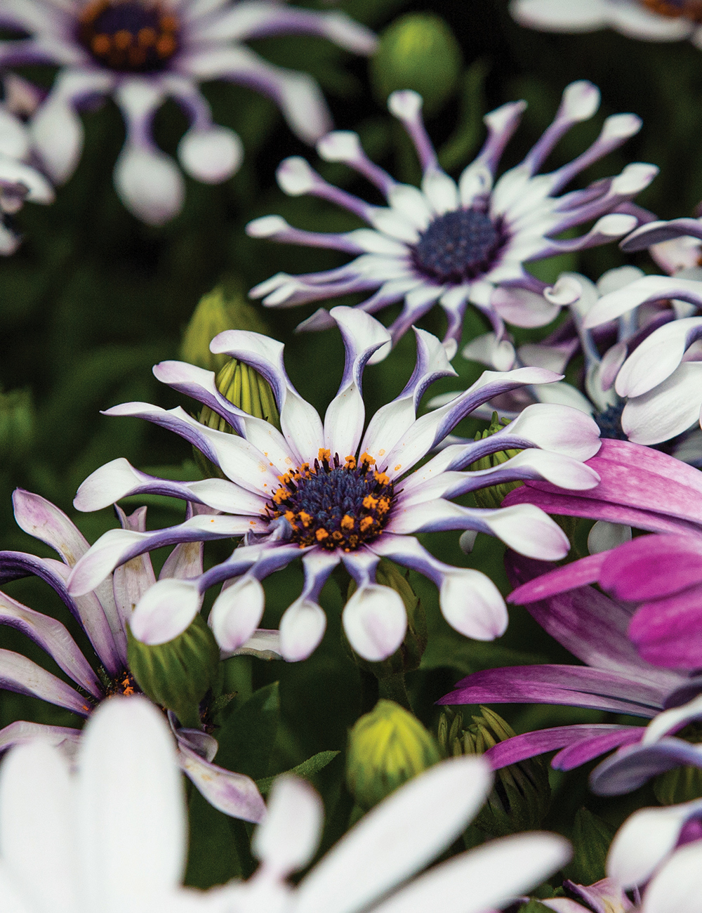 African Daisy Margarita 'White Spoon'