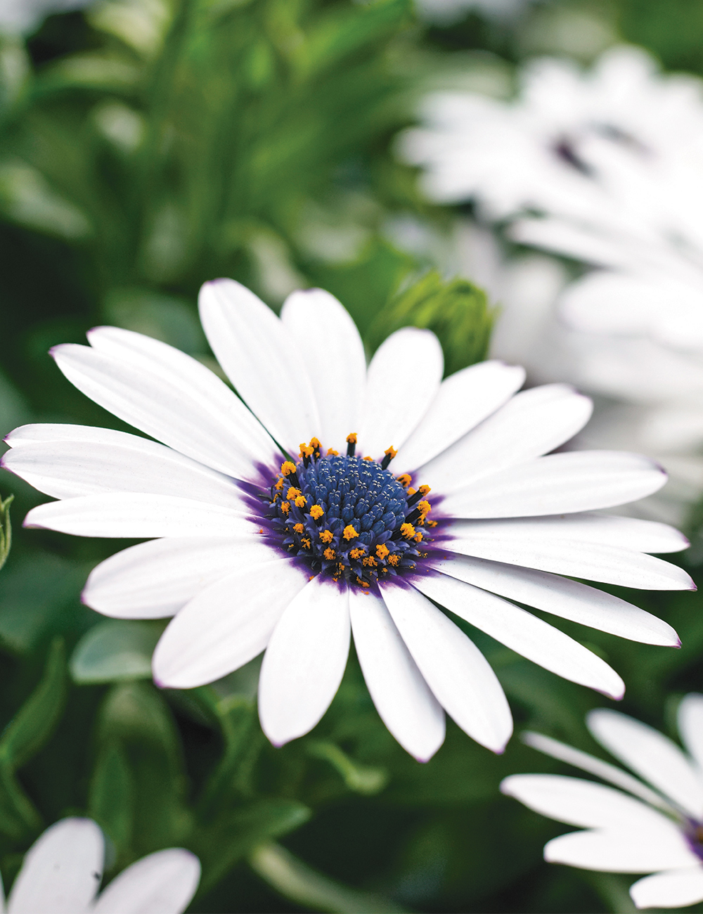 African Daisy Margarita 'White'